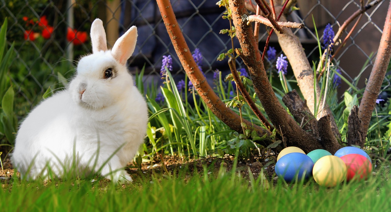 Jak bezpiecznie rozmnażać króliki miniaturki? Królik miniaturka rozmnażanie