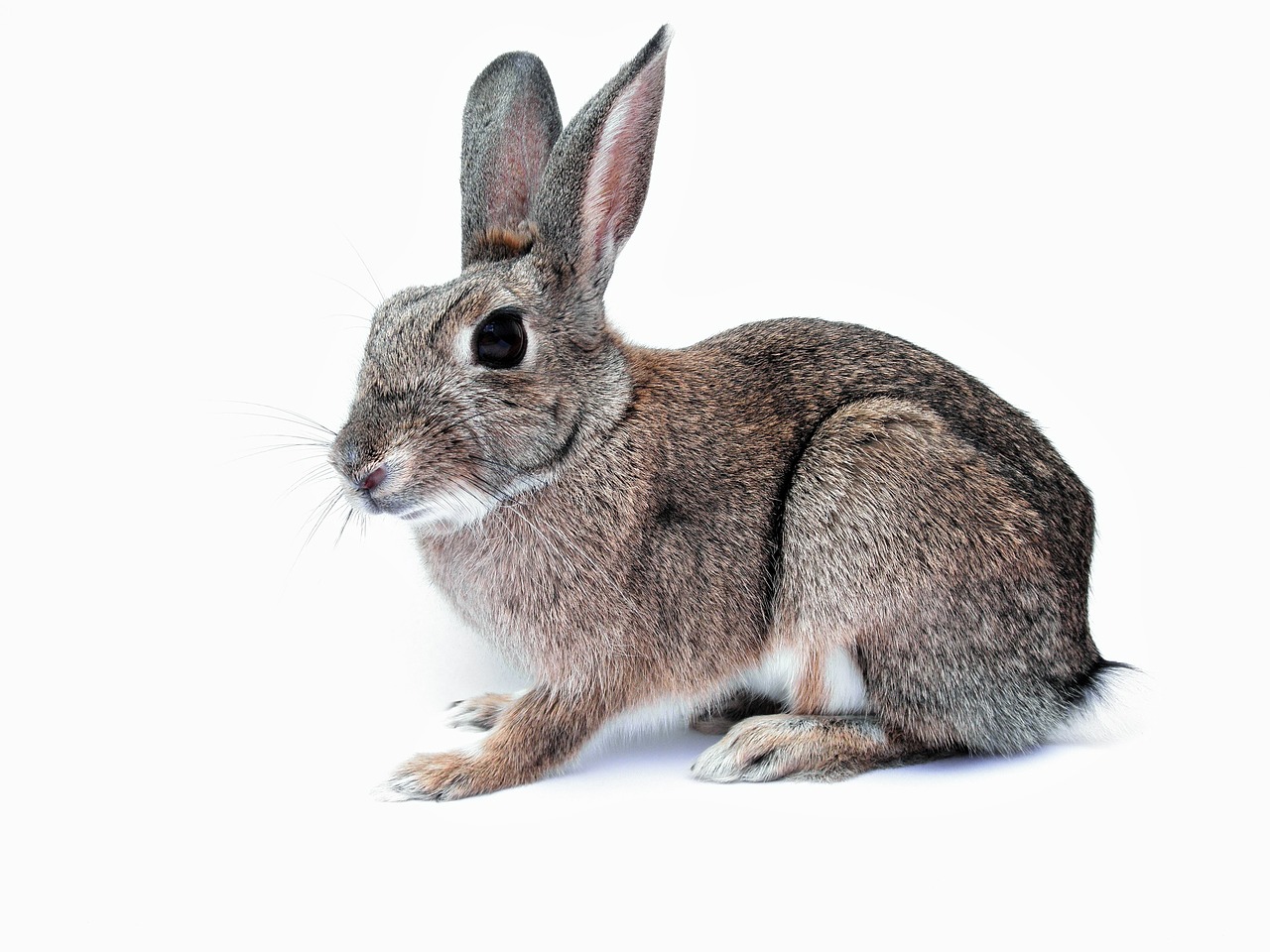 Zabiegi pielęgnacyjne – obcinanie pazurków u królików