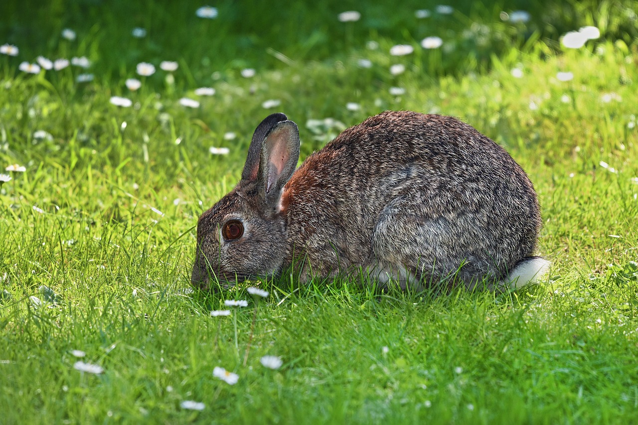 Jak postępować w przypadku pomoru królików?