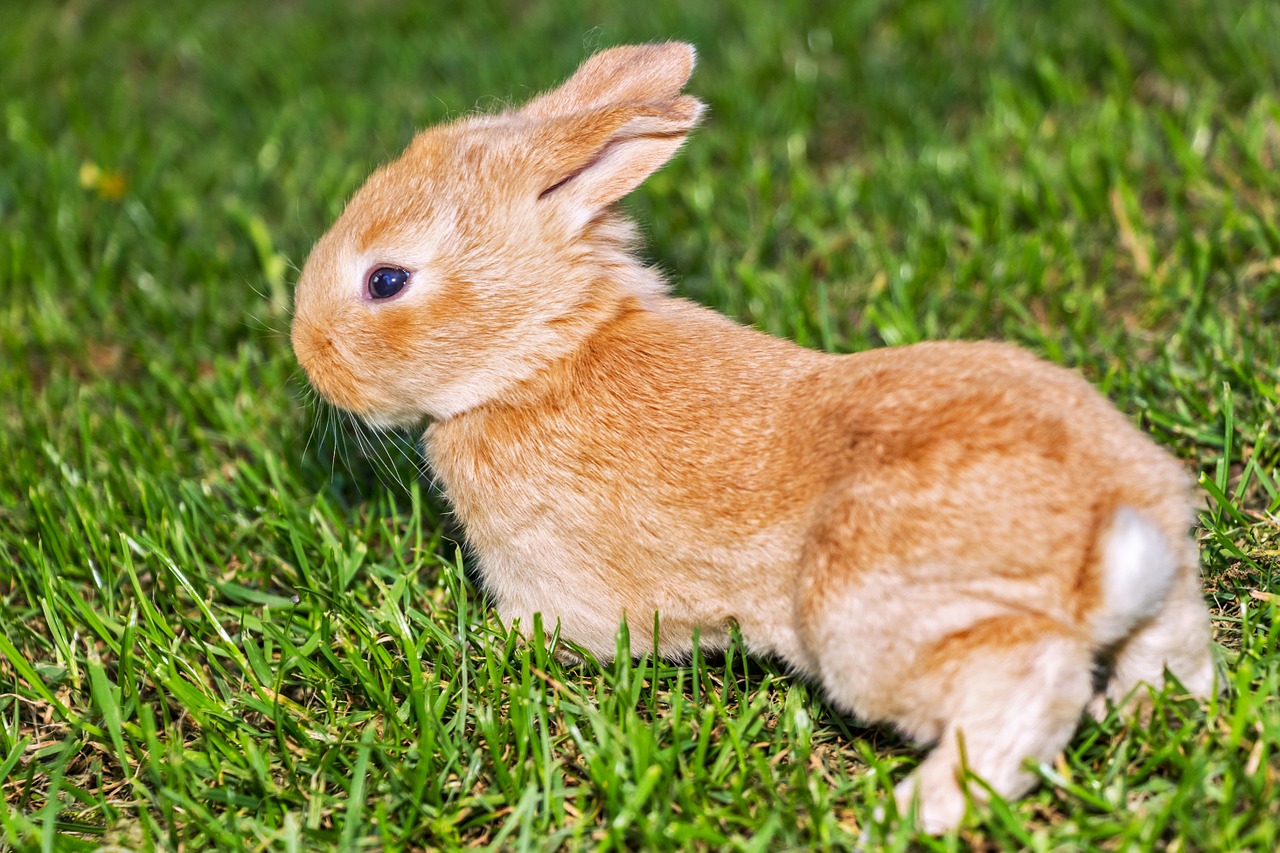 Wystawy zwierząt – wystawa drobiu ozdobnego – króliki Wieluń