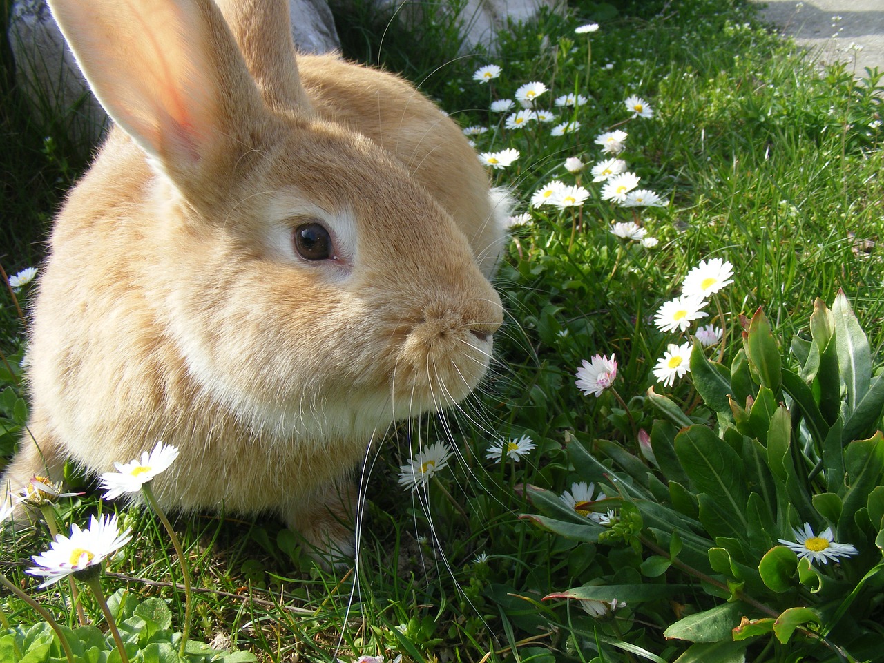 Kiszonka dla królików – zakiszanie pasz. Kiszonki dla zwierząt