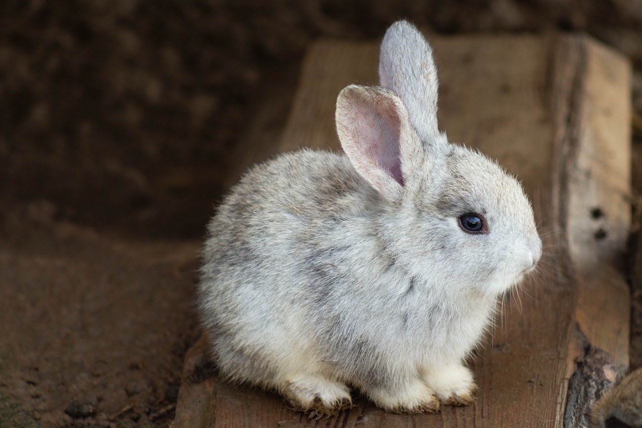 Leczenie kokcydiozy u królików. Choroby u królików