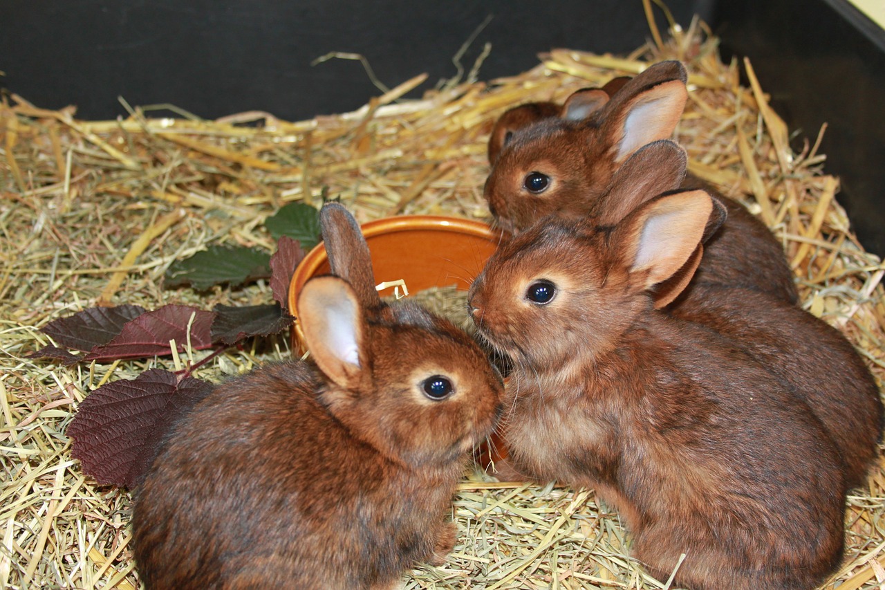 Skupowanie królików w Polsce