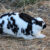 Królik srokacz — co powinien wiedzieć hodowca królików?