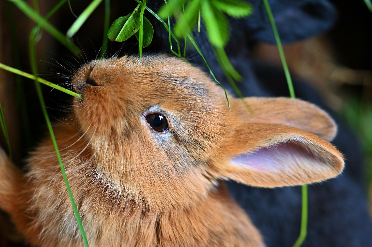 Karma dla królików – doskonałe uzupełnienie diety królików
