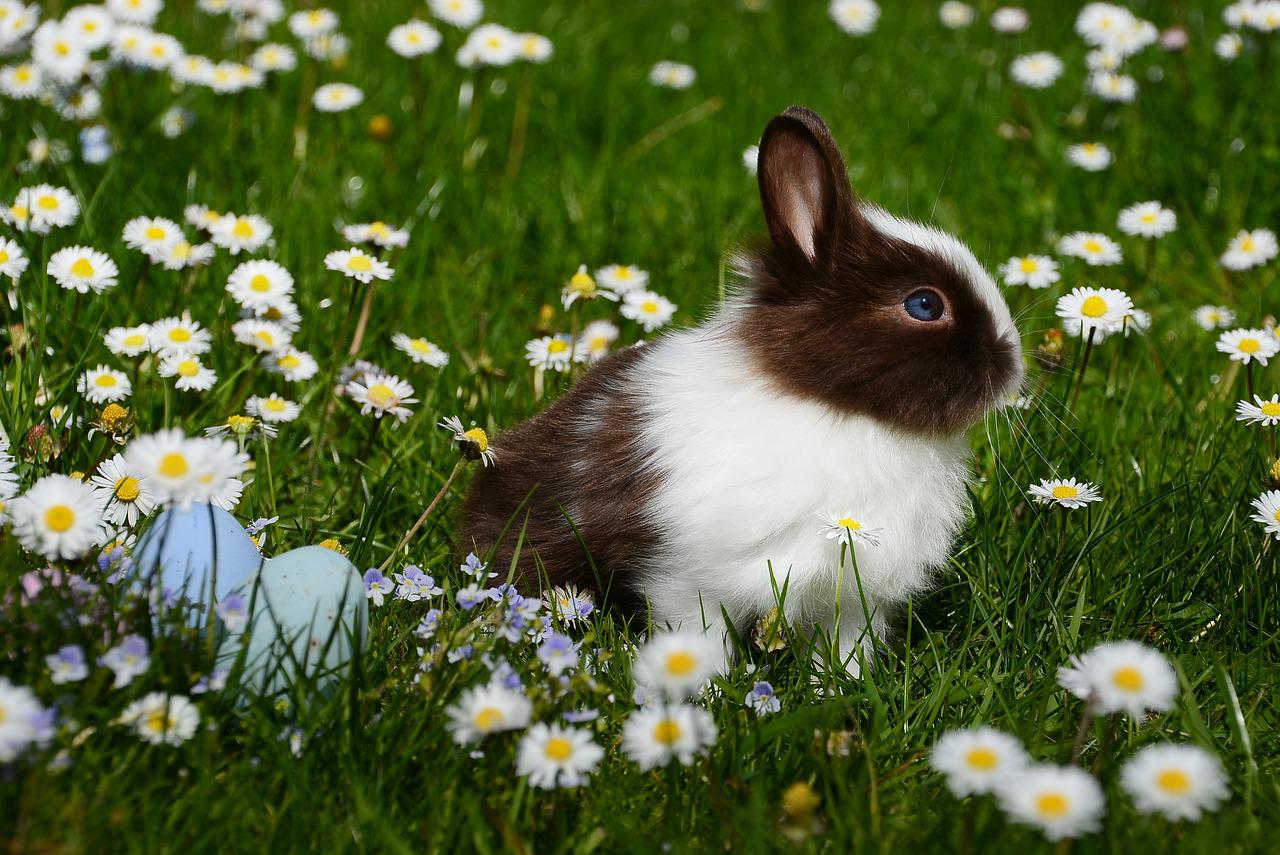 Hodowla królików: Jak zacząć i jak wyhodować własną rasę królików?