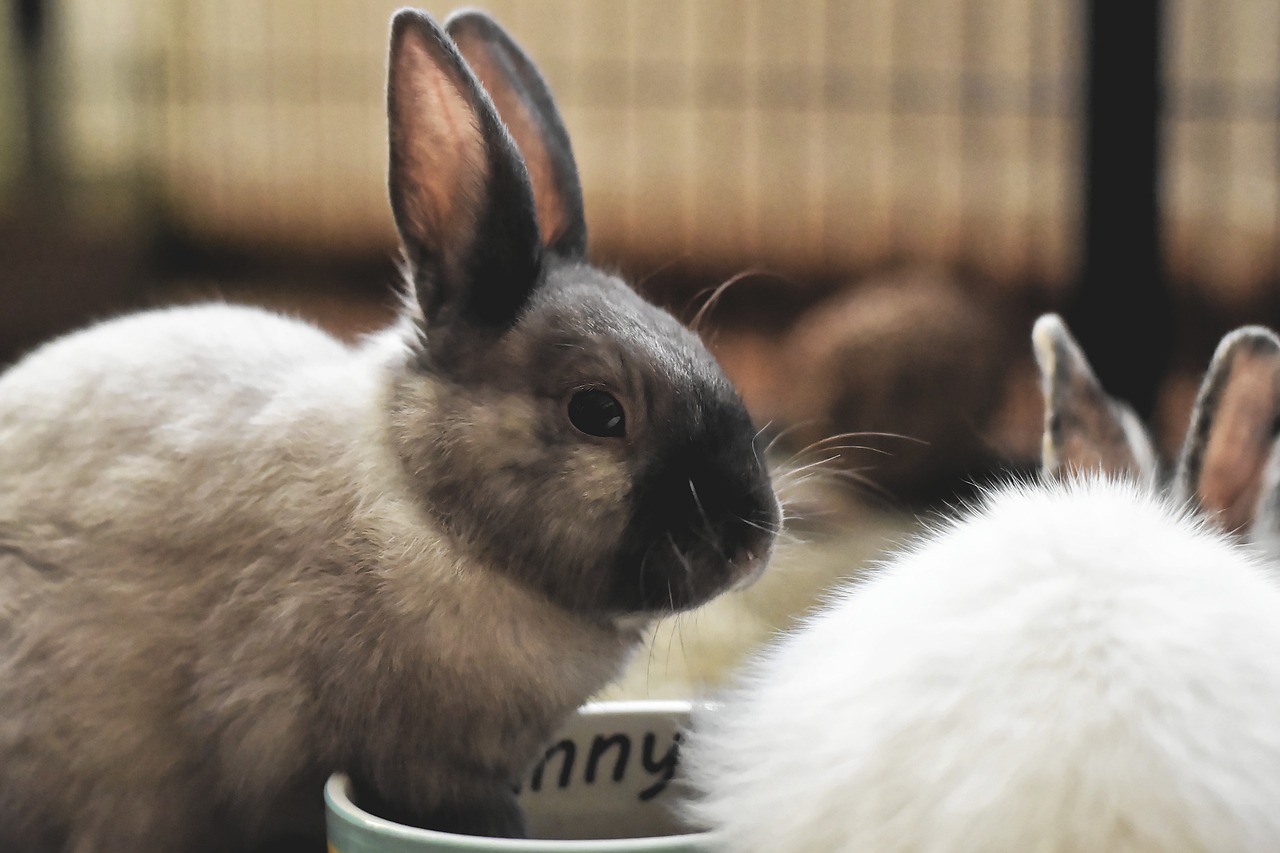 10 faktów o królikach, które każdy powinien znać