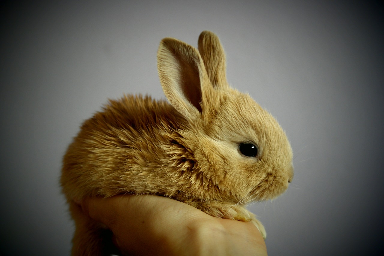 Jakie są rasy króliczków miniaturek? Hodowla królików miniaturowych