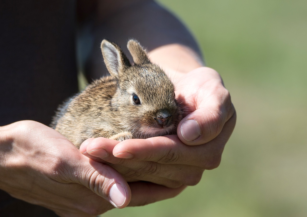 Żywienie królików miniaturek – Czym żywić królika miniaturkę? Dieta królika miniaturki
