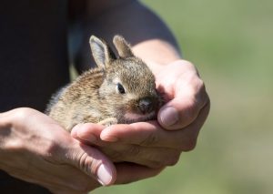 Piękny rudzielec wśród królików – rasa czerwona nowozelandzka. Nowozelandzki czerwony – hodowla