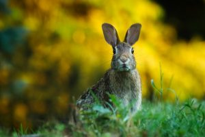 Króliki giganty, czyli o największej z ras dużych – olbrzym belgijski czarny