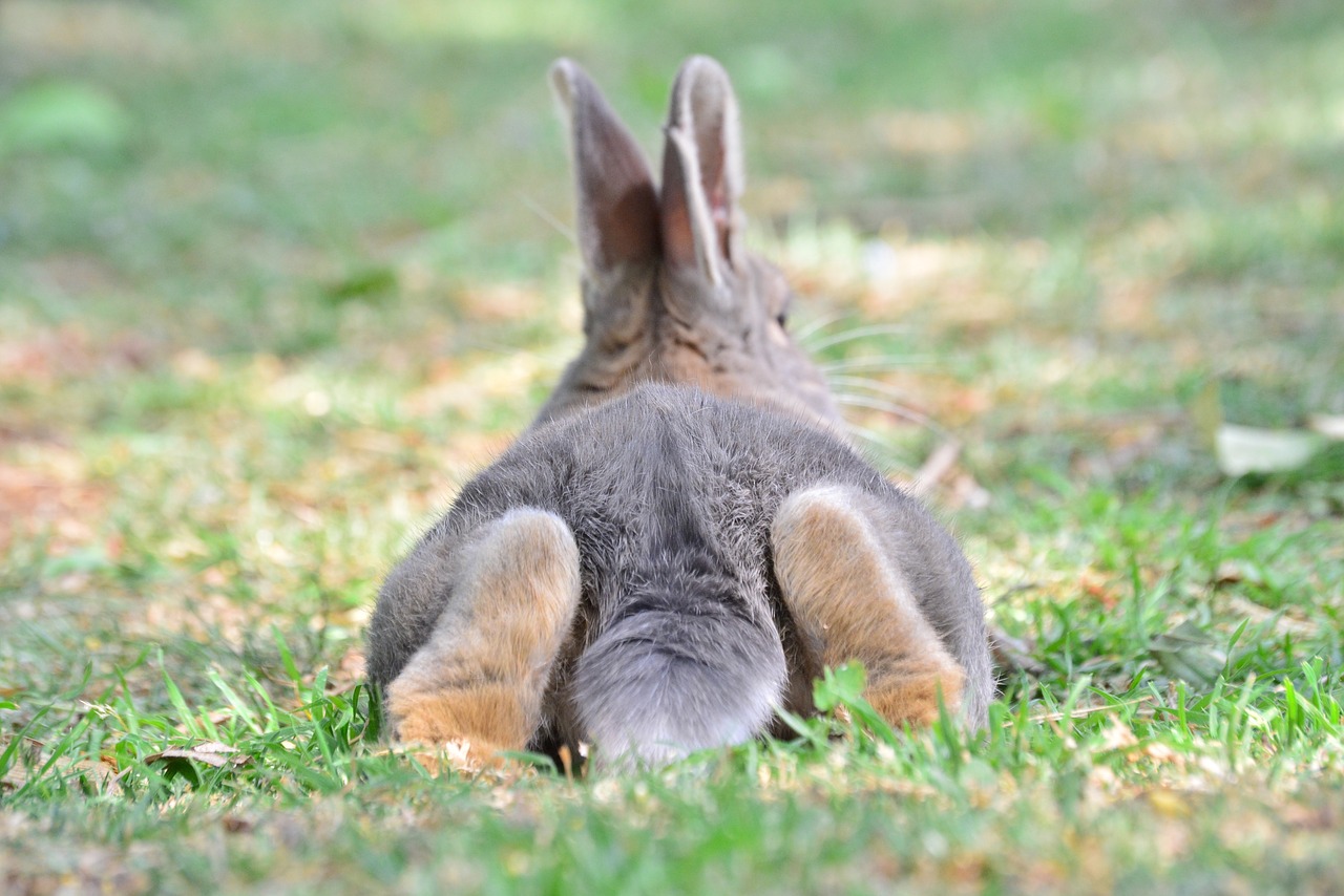Wielkości królików –  największe rasy królików