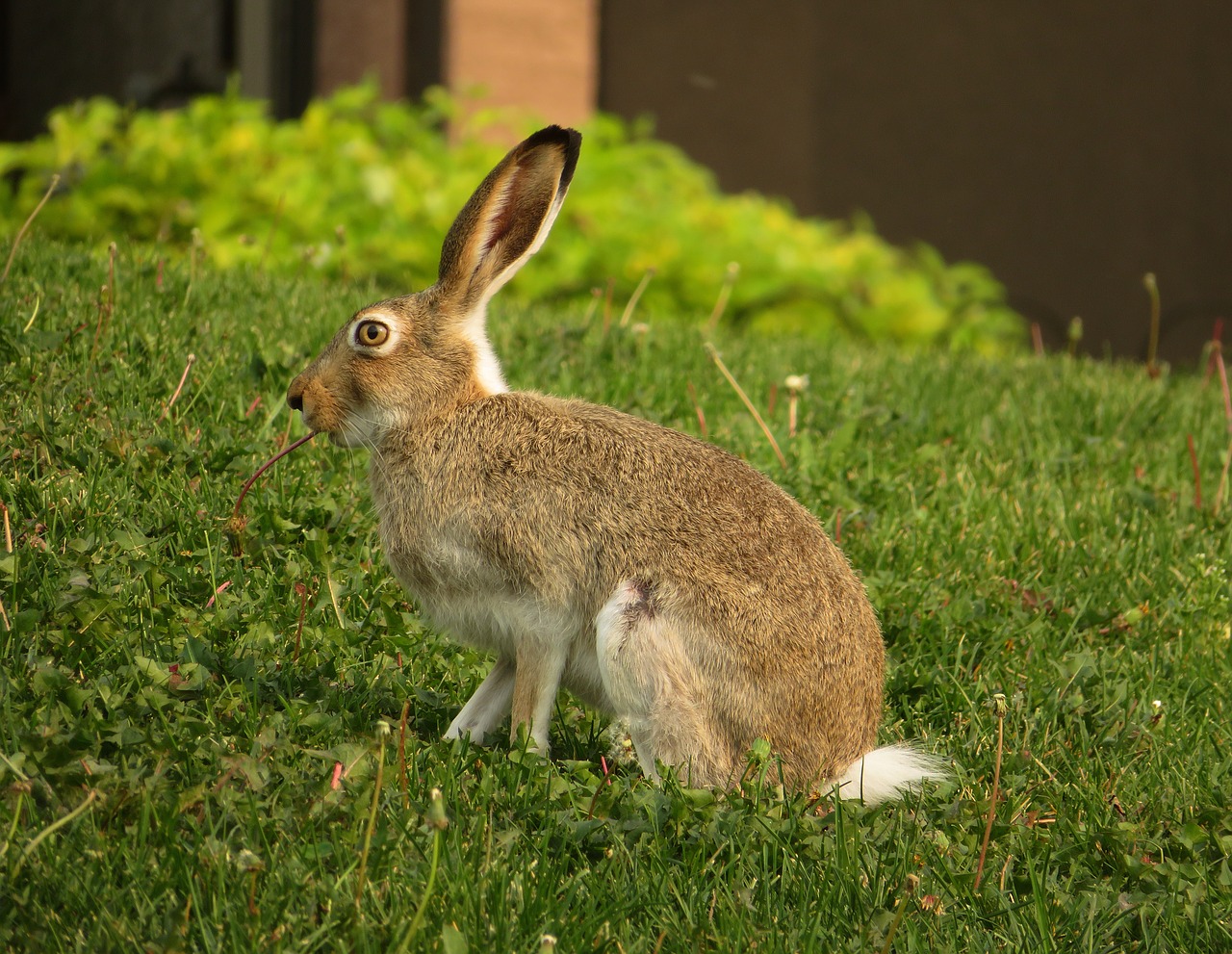 Podstawowe rodzaje pożywienia dla królików – co jedzą króliki zimą?
