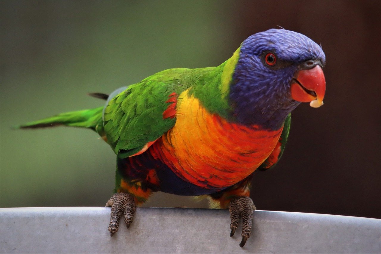 Papugi to niezwykle inteligentne stworzenia.