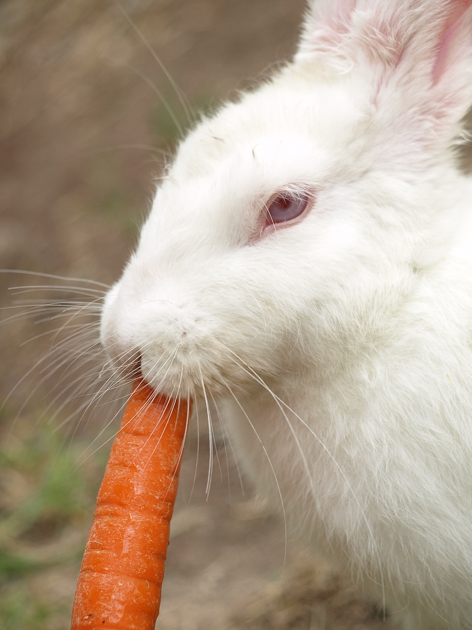 Króliki jedzące marchewkę – czy to naprawdę działa?