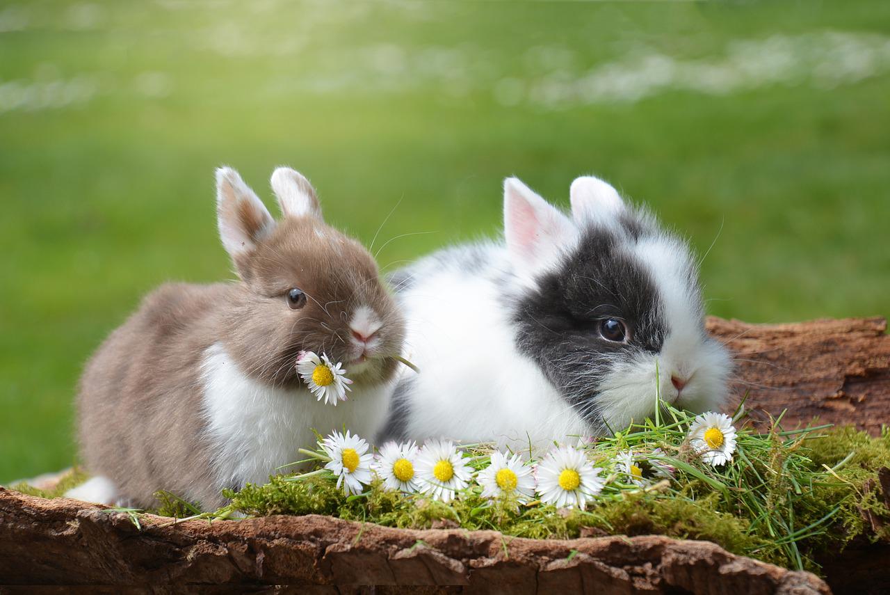 Jak dbać o króliki?