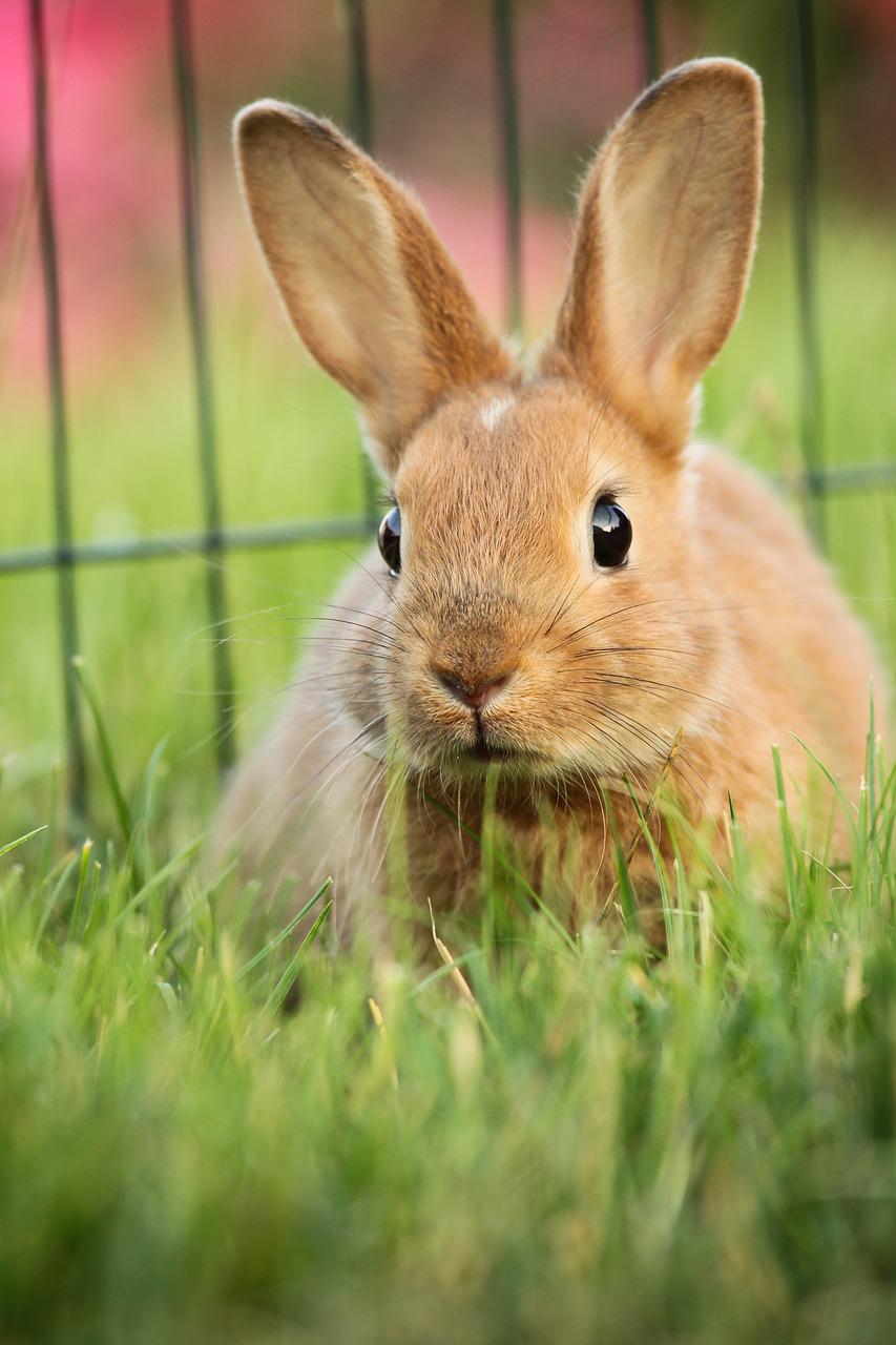 5 sposobów na zbudowanie zdrowej i wygodnej zagrody dla królików
