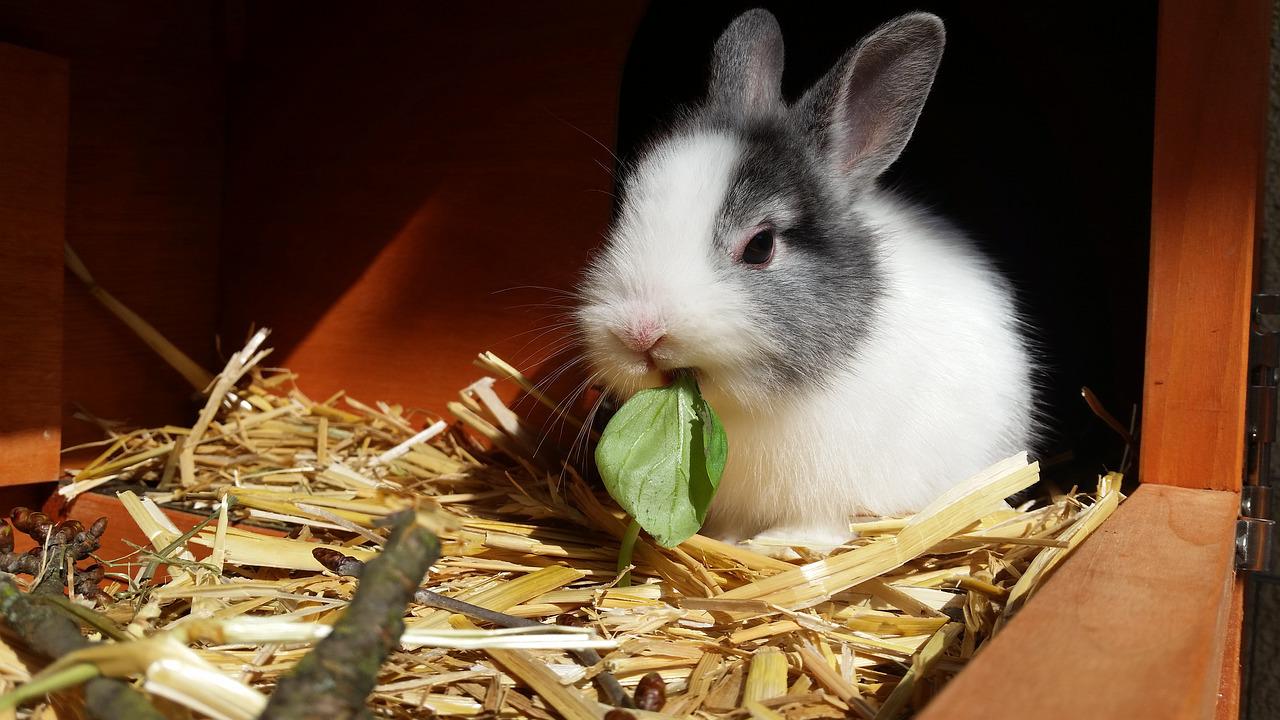 10 ważnych rzeczy, które warto wiedzieć o opiece nad królikami
