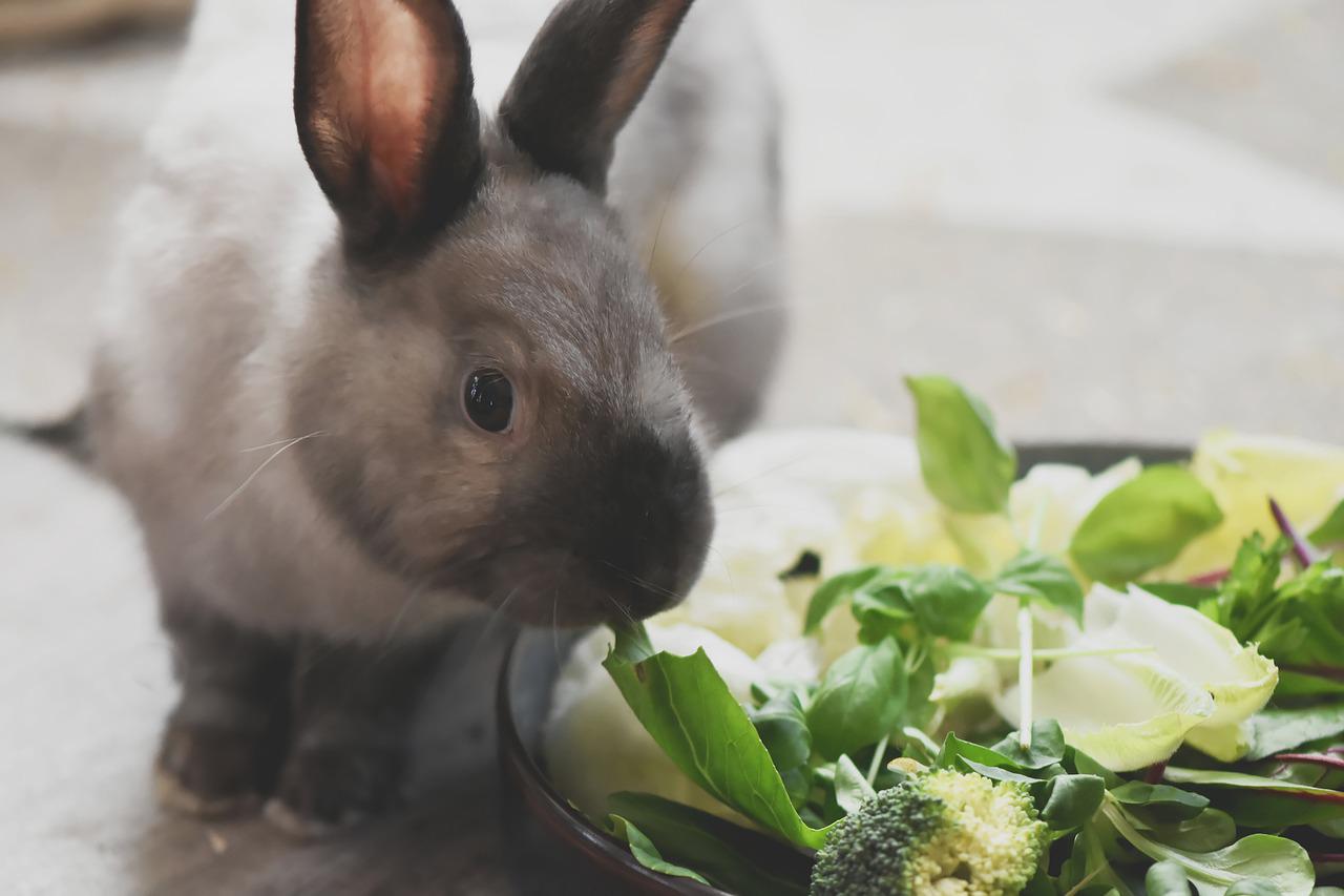 10 najczęściej wymienianych chorób królików