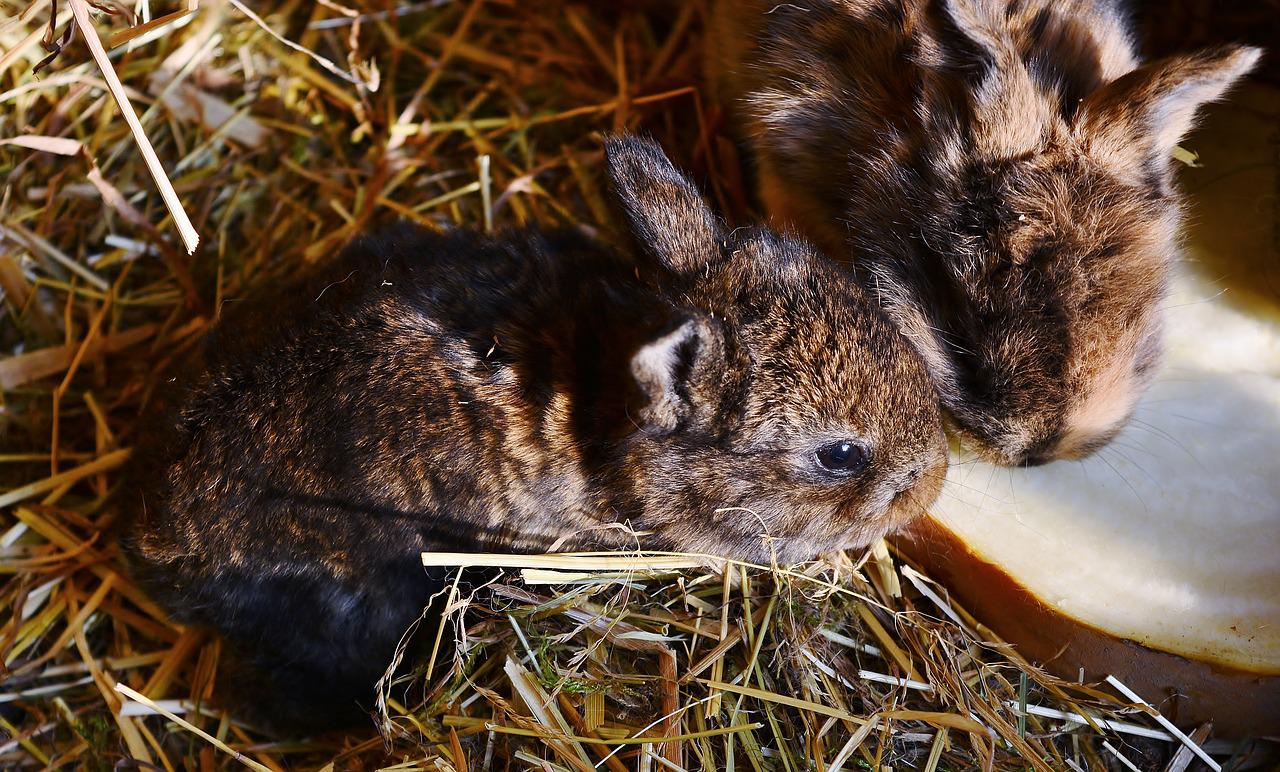 7 najlepszych porad dotyczących hodowli królików