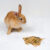 Najlepsze granulaty dla królików: Kompletny przewodnik po karmieniu Twojego zwierzaka