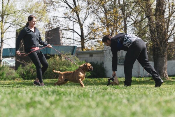 Smycz treningowa dla psa