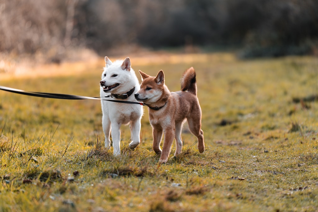 długa smycz treningowa dla psa podczas spaceru i treningu przywołania